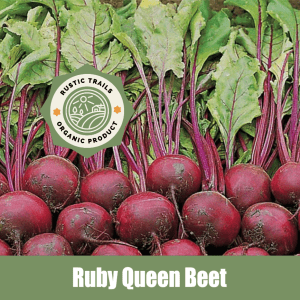 Ruby Queen Beet